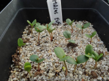 Malus Evereste Germination Early March 2