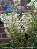 Clethra alnifolia Ann Biddwell