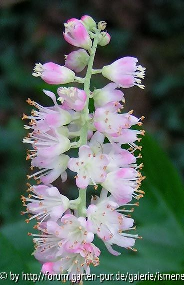 Clethra alnifolia Hokie Pink