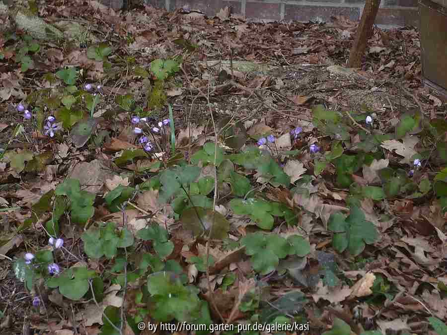 12.3. Hepatica