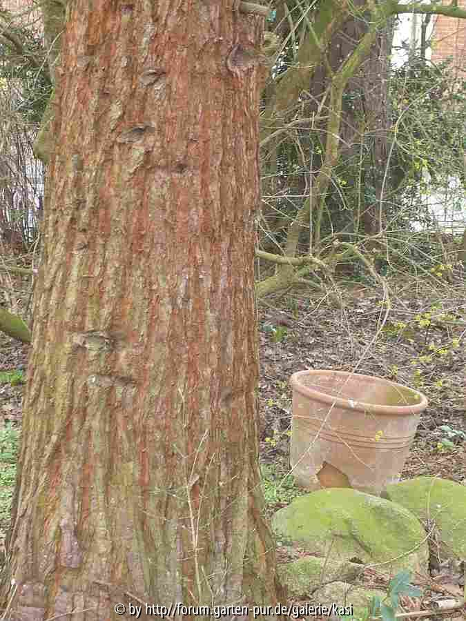 12.3. Sequoia gigantenum ein Urzeitrelikt