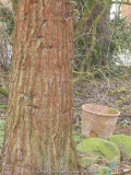 12.3. Sequoia gigantenum ein Urzeitrelikt