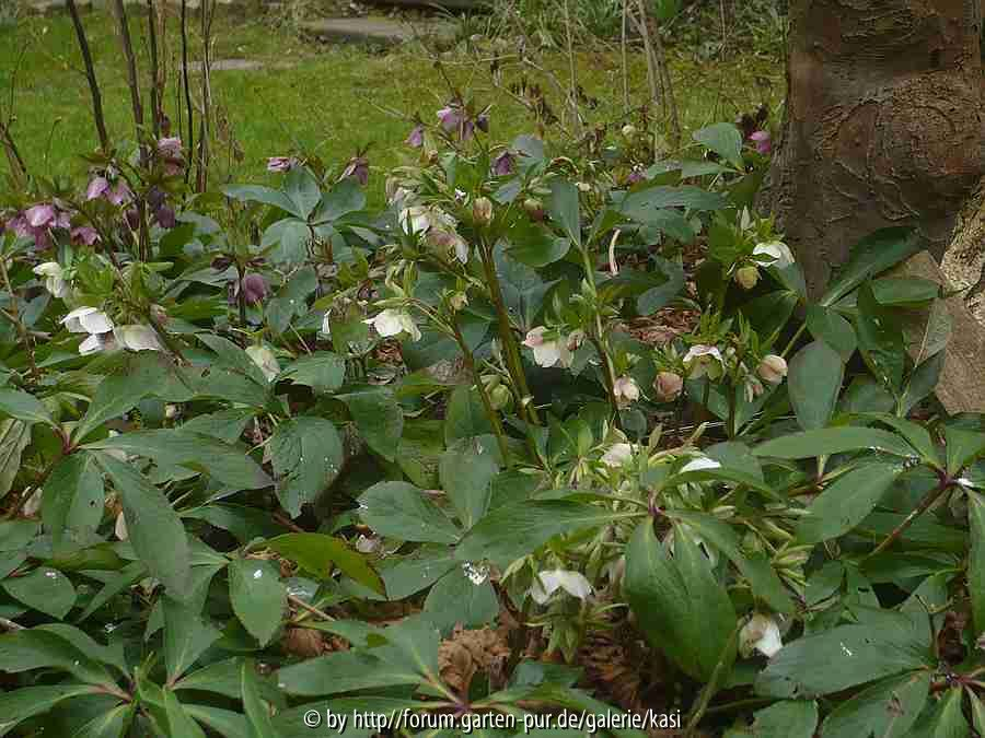 12.3. Helleborus