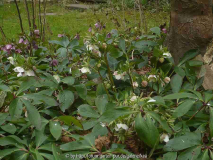 12.3. Helleborus