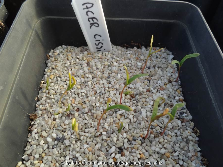 Acer cissifolium Germination March 2015