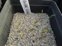 Acer cissifolium Germination March 2015