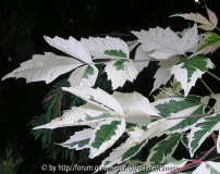 Acer negundo Flamingo