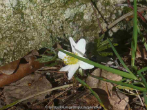 13.3 Anemone die erste