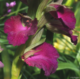 Serapicamptis