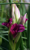 Serapicamptis