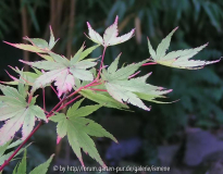 Acer Sangokaku