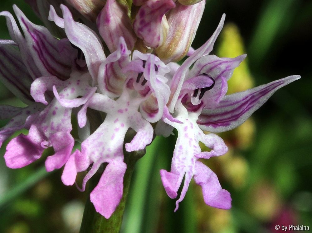 Orchis italica