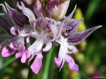 Orchis italica
