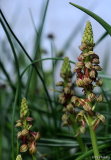 Orchis anthropophora