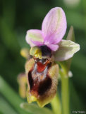 Ophrys tenthredinifera