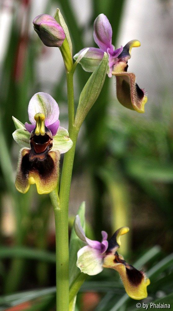 Ophrys tenthredinifera
