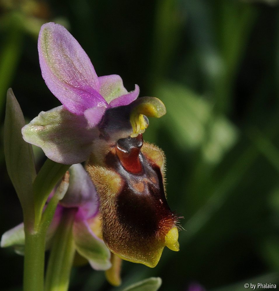 Ophrys tenthredinifera