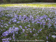Frühling in der Flora