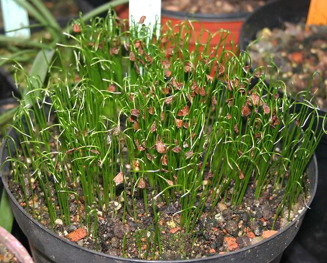 Tulipa sprengeri