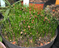 Tulipa sprengeri