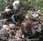 Jungvögel Wespenbussard