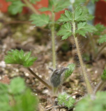 Pulsatilla ambigua