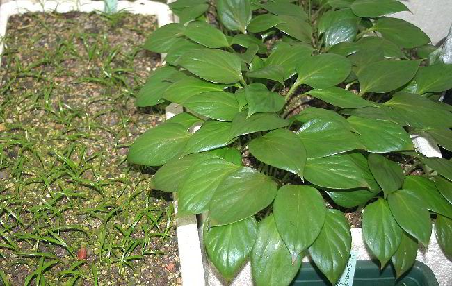 Cardiocrinum giganteum var. yunnanense