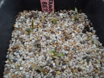 Viburnum betulifolium Germination March