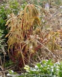 schlappe Euphorbia