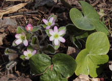 Hepatica maxima