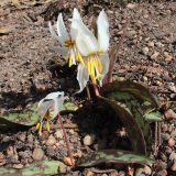 Erythronium caucasicum