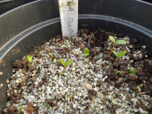 Stewartia monadelpha Germination March 2