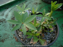 Helleborus abruzzicus - zweites Jahr
