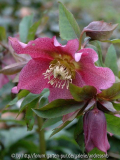 Helleborus - rot-gepunktet
