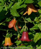 Canarina_15-03-17.jpg