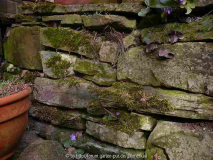 17.3.15a Hepatica