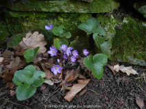 17.3.15b Hepatica