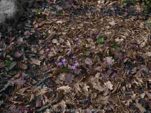 17.3.15 Hepatica
