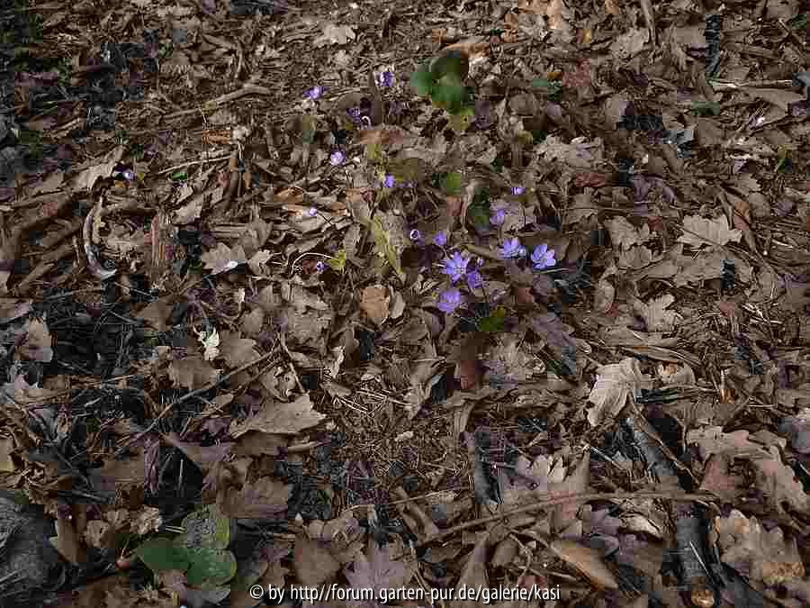 17.3.15d Hepatica