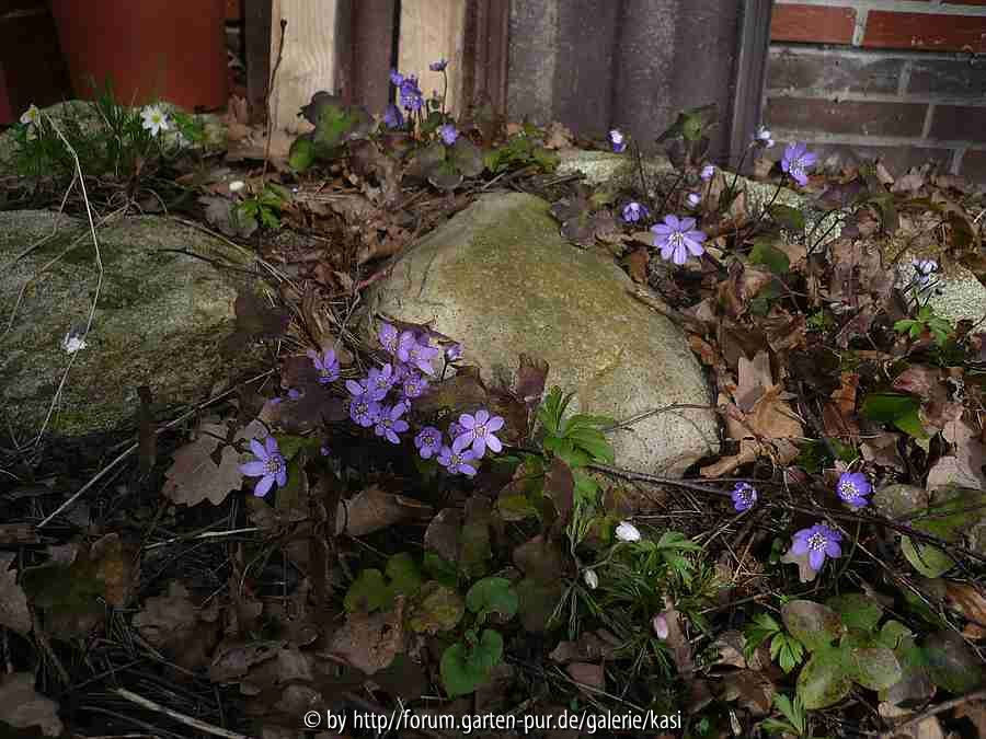 17.3.15f Hepatica