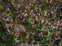 17.3.15g Hepatica