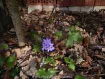 17.3.15h Hepatica