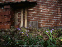 17.3.15j Hepatica