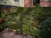 17.3.15k Hepatica