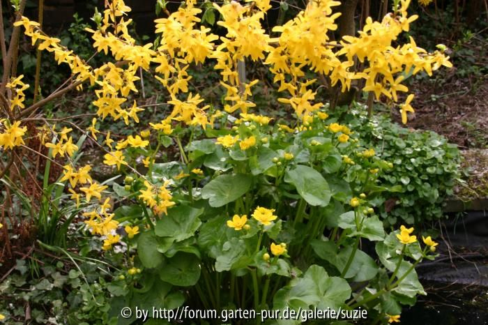 Forsythien und Sumpfdotterblume am 