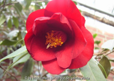 C. jap. 'Royal Velvet'