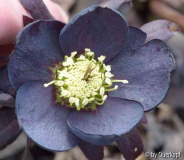 Helli blauschwarz Blüte