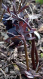Helli blauschwarz Stiele