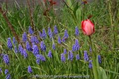 Traubenhyazinthen und Tulpe