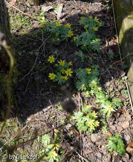 Eranthis Weide
